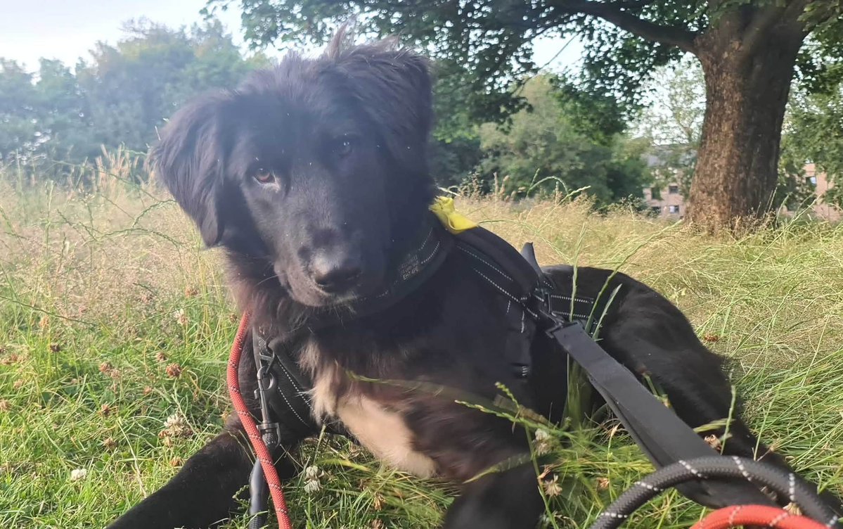 Pawprints2F's tweet photo. 🐾 Happy Pupdate 🐾

In June, Aveline/Tala travelled to the UK—and we think she must now be one of the most happiest dogs around!

Her favourite thing is exploring the city and the parks.

She is incredibly clever and makes friends with everyone! 💕🐾 https://t.co/HknaAPEgin