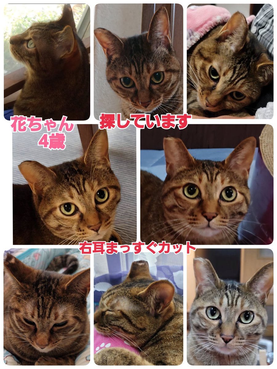 squirrelemi's tweet photo. 猫を探しています。花ちゃん4歳。明るい茶色、右耳がまっすぐカットされています。2024年4月11日横浜市金沢区富岡東の自宅から私の不注意で外に出てしまい迷子のままです。花を保護してくださっているかたはいらっしゃいませんでしょうか。
#猫を探しています
#拡散希望
#リポストお願いします
#横浜市 https://t.co/rriALIUJMo
