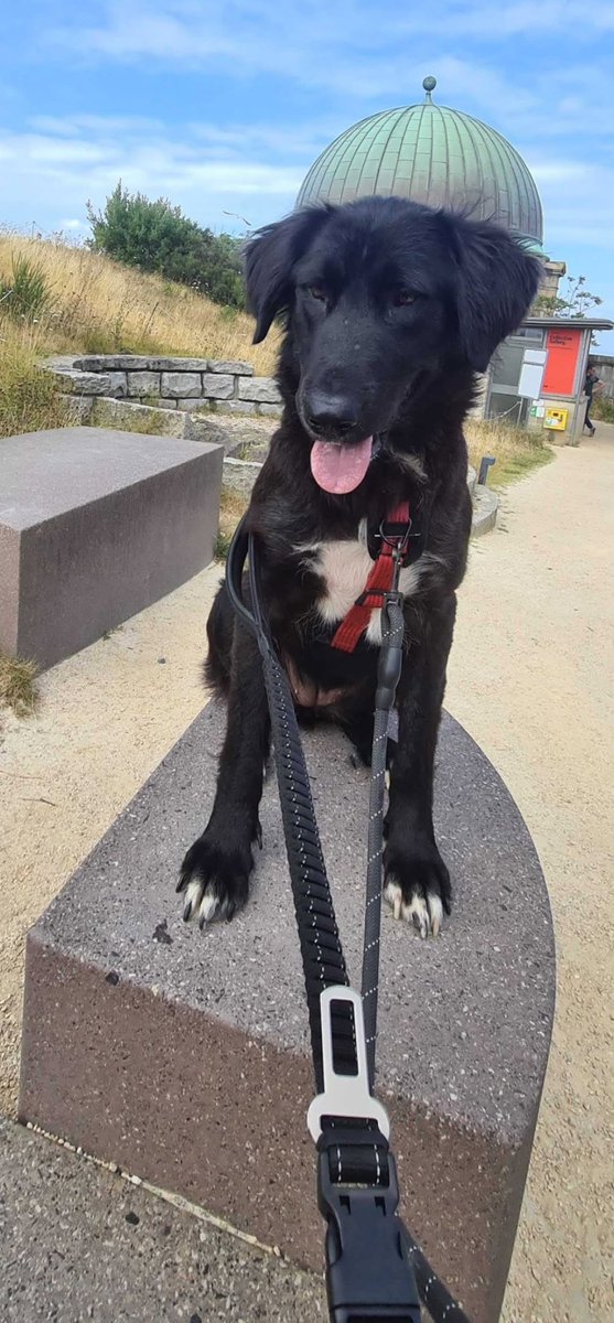 Pawprints2F's tweet photo. 🐾 Happy Pupdate 🐾

In June, Aveline/Tala travelled to the UK—and we think she must now be one of the most happiest dogs around!

Her favourite thing is exploring the city and the parks.

She is incredibly clever and makes friends with everyone! 💕🐾 https://t.co/HknaAPEgin