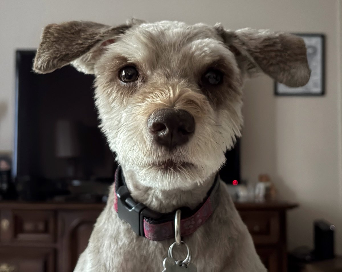 carmilevy's tweet photo. We had a staring contest.
She won.
Who am I kidding? She always wins.
Good dogs like her always deserve to win.
#ldnont #canada #callithewonderschnauzer #actofdog #shotoniphone https://t.co/V2xZiNwPyo