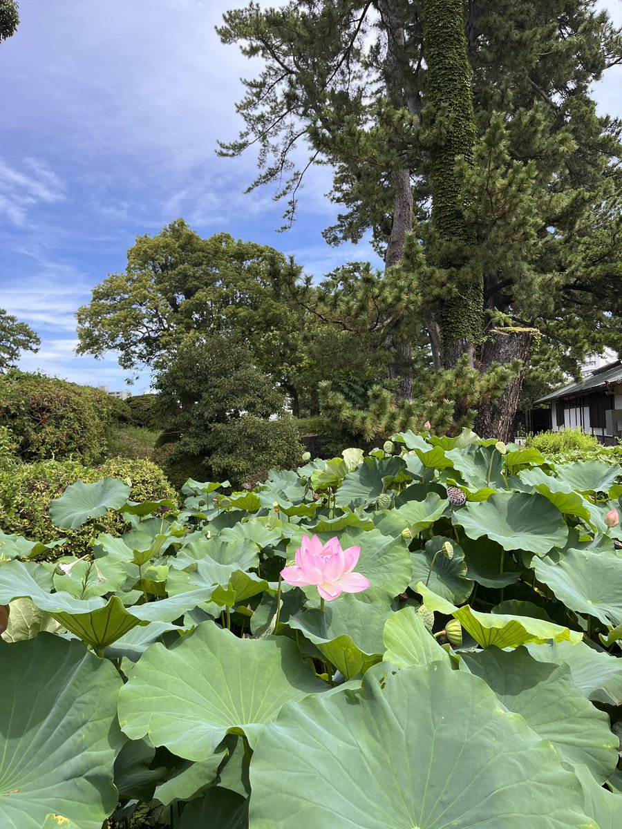 have6237's tweet photo. 小田原城址公園 https://t.co/E4v4GiEdyO