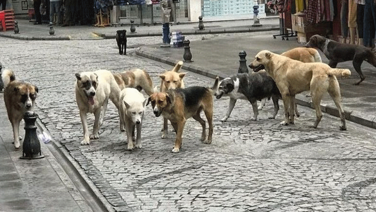 GusoderX's tweet photo. 🔴 | Esenyurt'ta başıboş sokak köpeklerin tamamı toplandı.

Esenyurt Belediyesi'nin çalışmalarına hepimiz şahit olduk. Tüm belediyelere örnek olacak bir kararlılıkla başıboş köpekleri topladılar.

İnsanların can güvenliği için kanunu tavizsiz uygulayan Başkan Vekilimiz Sayın Can Aksoy ve Veteriner İşleri Müdürlüğü yetkililerine teşekkür ederiz.

@Can_Aksoy_ I @EsenyurtBLDYS