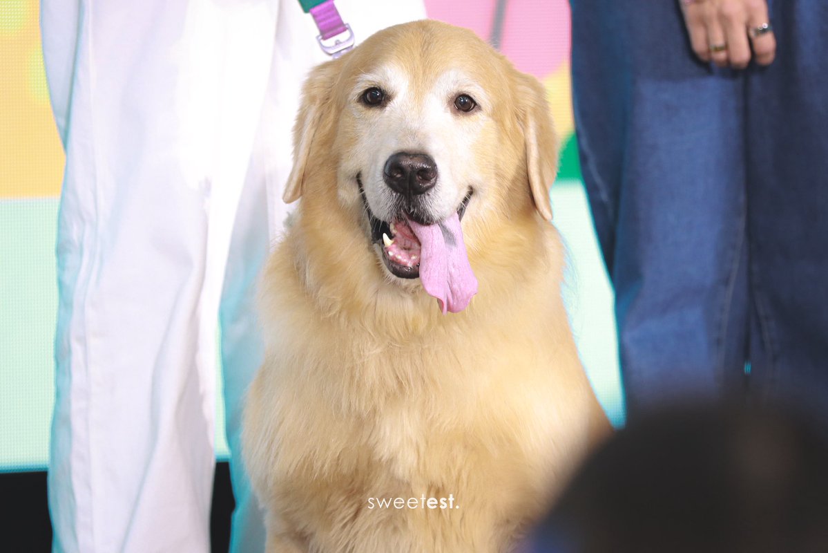 sweetestluvr_'s tweet photo. ดารามากกกกกกก 

FUR FRIENDS X EST AND PB 
#โตมากับวิฟxEst #est_rvp https://t.co/5X3vBOMyFW