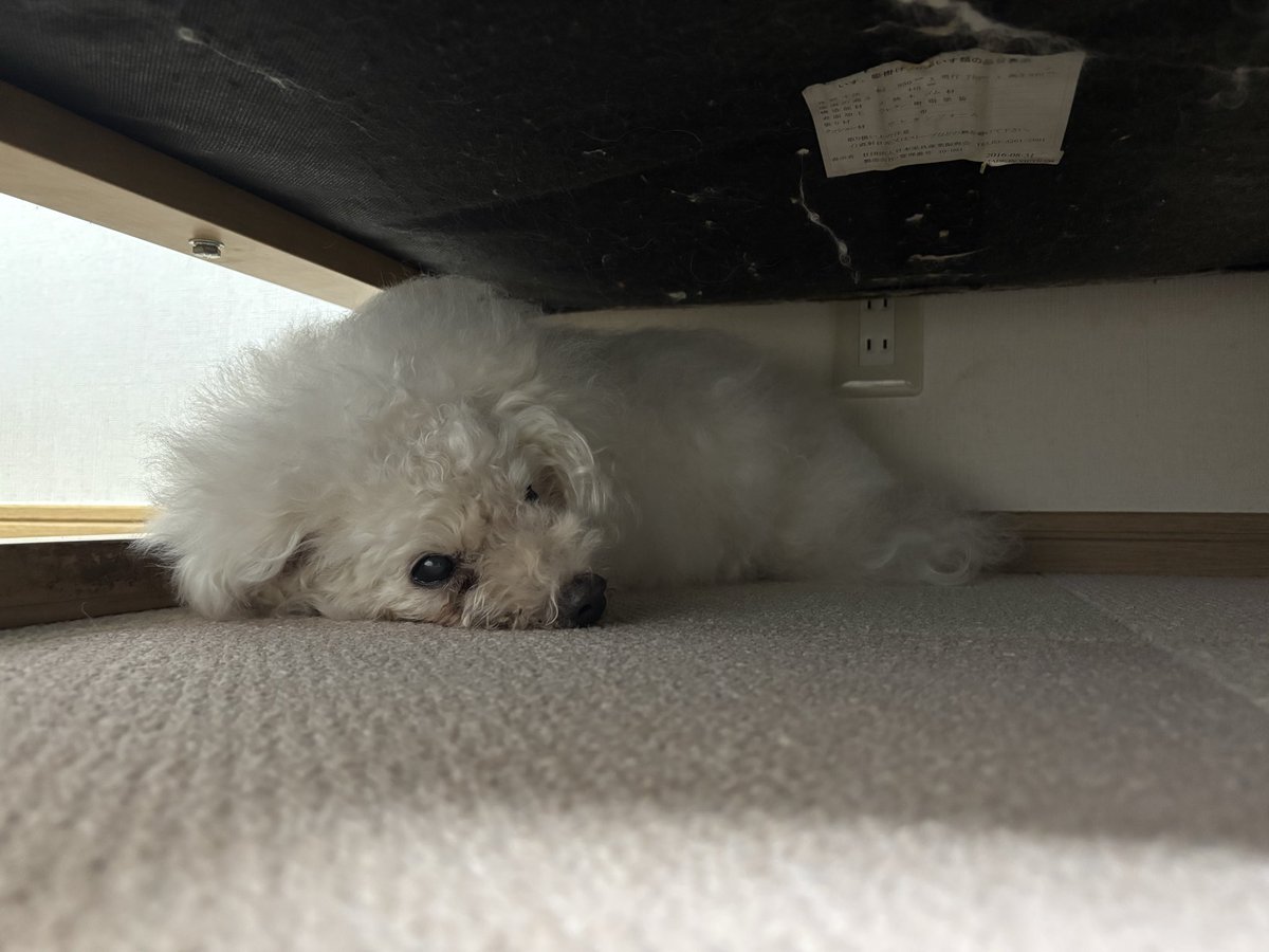 numezosan's tweet photo. うちのワンコ達ともお別れしてきました（ ;  ; ）
どちらも老犬になってしまったから元気が少なくなってた…
14歳と17歳、プードルは目も耳も悪くなってた、白い方は前から呼んでも無視するから聴こえてないのかよくわからん😂 https://t.co/tN5F7Xr8ll