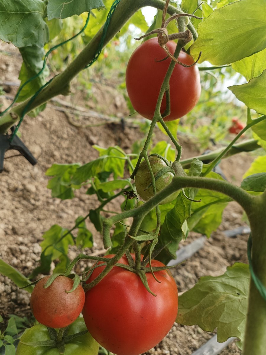 THEDEDOK3's tweet photo. Just tried this farm-fresh cherry tomato! Juicy, sweet, zero bitterness—perfect for salads or snacking. A must-add to your weekly grocery list! https://t.co/rubMNPuc9L