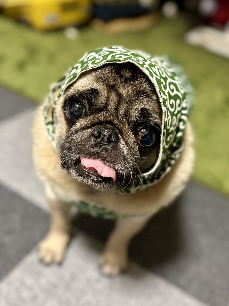2020_pug_tsune's tweet photo. せかいじゅうのパグさんとニンゲンどもが
まいにちたのしくおだやかにすごせるよう
おいのりもうしあげるだぁよ。
カーッ！

#パグ #パグの日 https://t.co/trgsKJoVkj