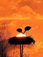 GreenMirchiii's tweet photo. Sometimes I wonder every morn
How d little bird in d nest
Knows it is time 2 fly out
& bid good bye 2 rest
& even as the veil of the night
Halts d morning kiss of d Sun
4 d final moments on d horizon
The Earth, rises dishevelled & undone
#GoodEveningTwitterWorld https://t.co/6UnhRs2ZFU