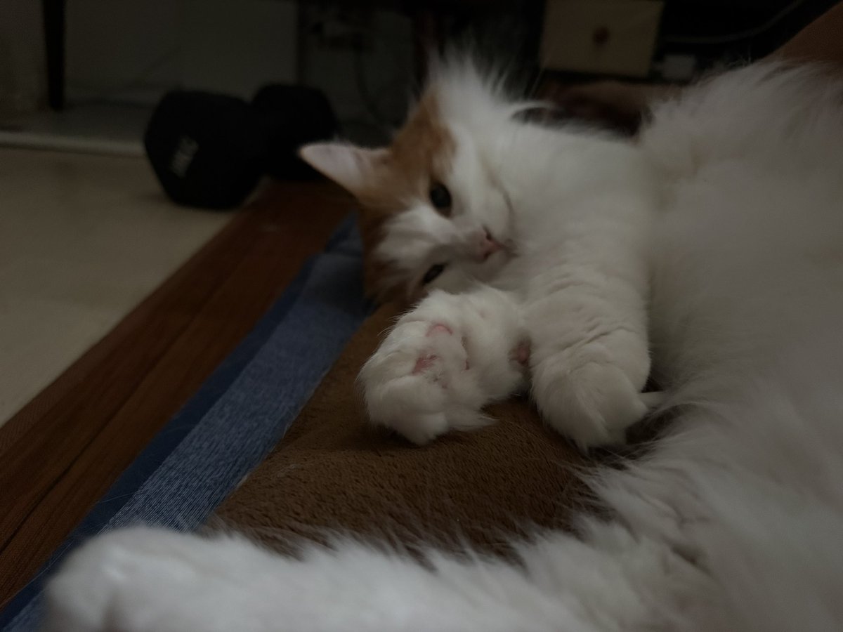 nyan__ta_'s tweet photo. 猫は甘え https://t.co/l63gmuLITD