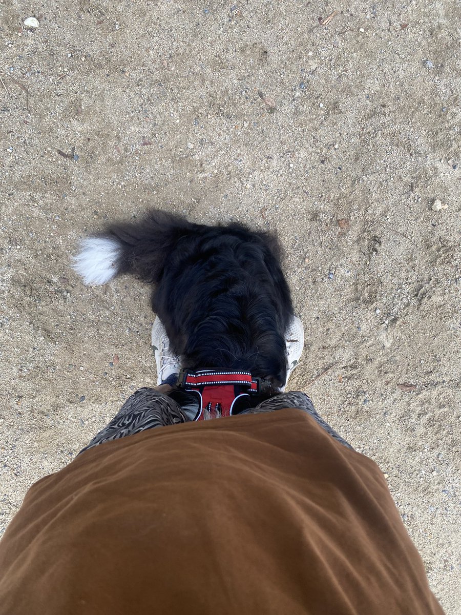 nana250629's tweet photo. 他の犬にいじめられてこれ https://t.co/WcBfUb9Svs