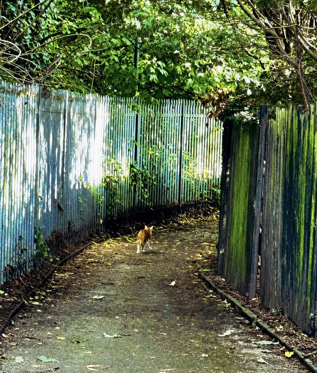 TheStourbridge's tweet photo. And he’s off… 🐈💨
The unmistakable scent of sausages has been detected.
Operation: Locate Barbecue is officially underway.” 🌭😂 https://t.co/0y7Ma1RqEu