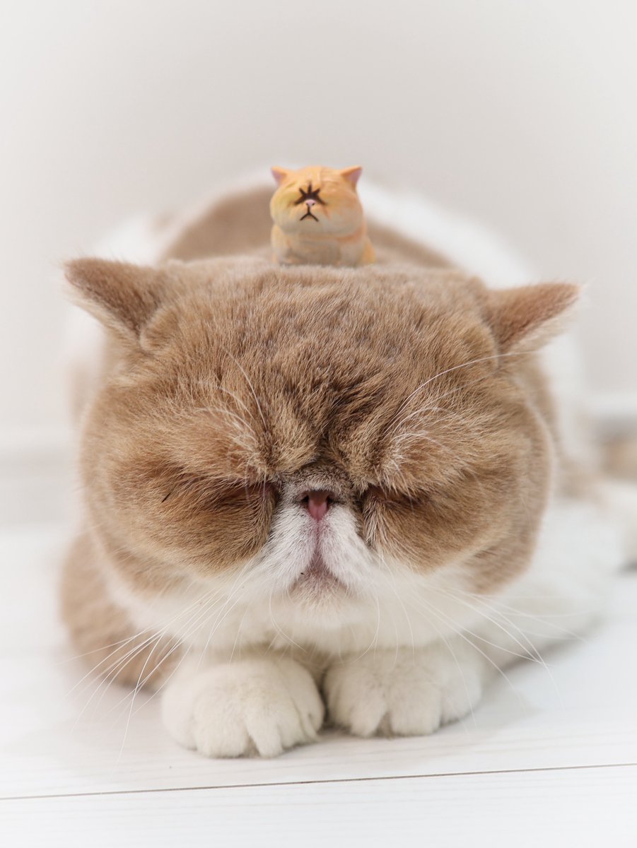Poseidon_exotic's tweet photo. 親子かな？😂

 #エキゾチックショートヘア  #猫  #ぶちゃ猫 https://t.co/Mzxvv3NaD0