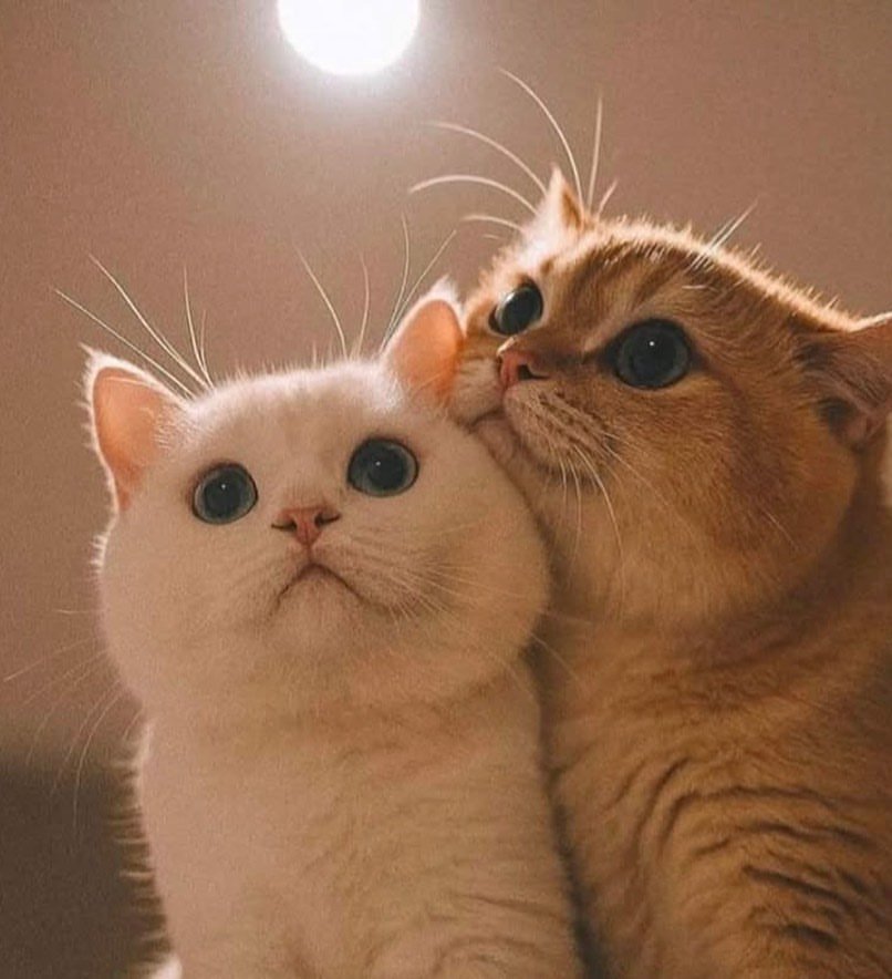 catslovings1's tweet photo. https://t.co/zkPRD7vWj6