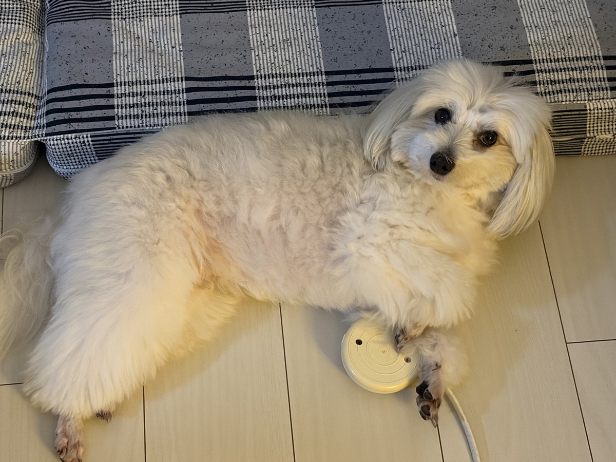 Doggo_MalPapi's tweet photo. ぼくがスイッチ押しましょうか？ https://t.co/cmtUNQxHOm