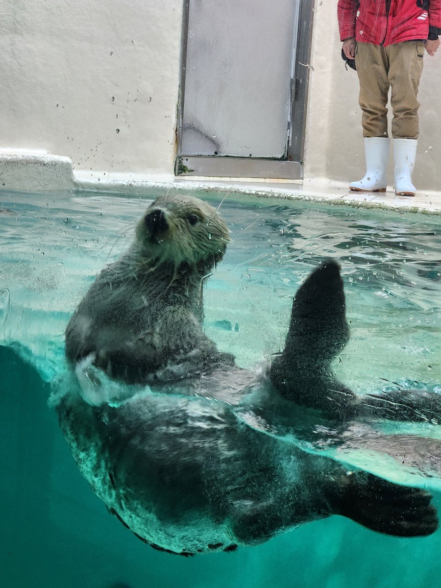NmGqt's tweet photo. 三重満喫観光編①
鳥羽水族館

駅にミジュマルいて可愛いー！
ラッコさん近くまで来てくれた！キャー！可愛いよー！ファンサすごいいぃん！ https://t.co/S6f96XETxZ