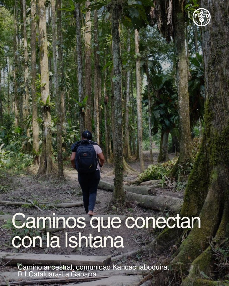 FAO_Colombia tweet picture