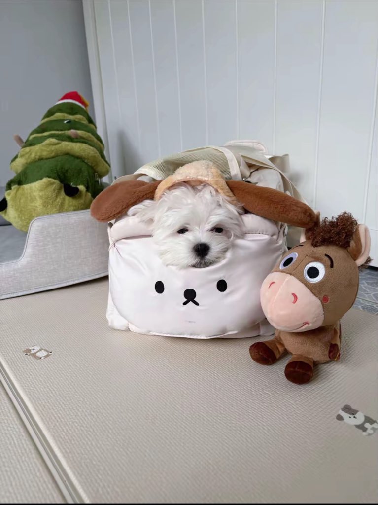 EmiBonnieTH's tweet photo. [📸] fysmilepom — TikTok Post Update (090826)

มีเด็กคิดถึงมี๊ เอ็นดู 🥺🐻‍❄️💕

#lilmuju
#beonnnie https://t.co/QuFqj9dVc8