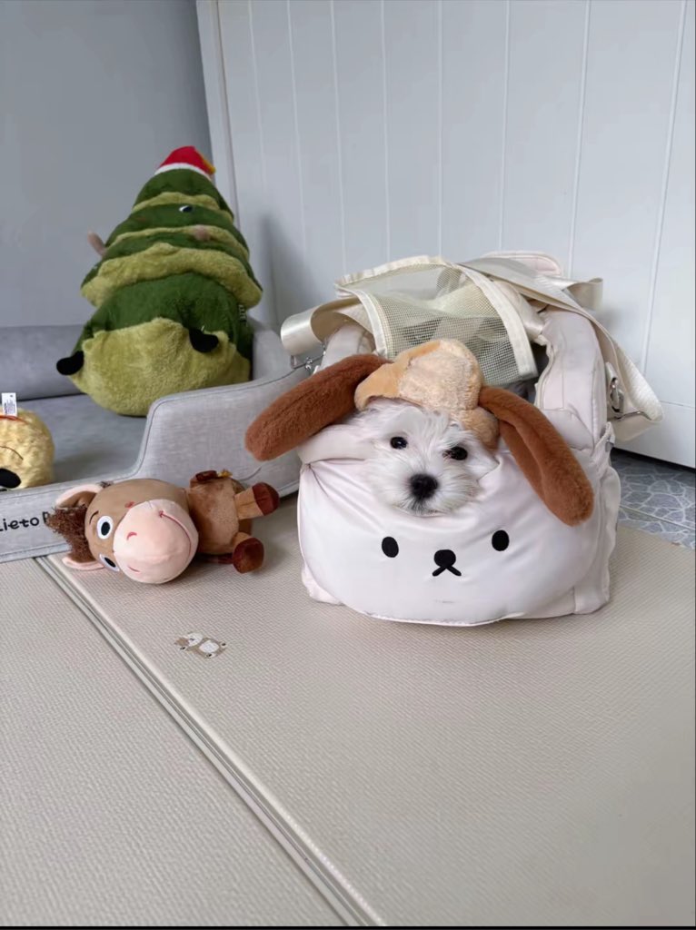 EmiBonnieTH's tweet photo. [📸] fysmilepom — TikTok Post Update (090826)

มีเด็กคิดถึงมี๊ เอ็นดู 🥺🐻‍❄️💕

#lilmuju
#beonnnie https://t.co/QuFqj9dVc8