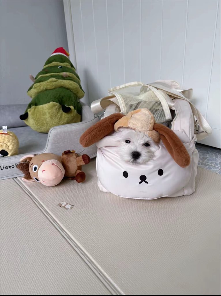 EmiBonnieTH's tweet photo. [📸] fysmilepom — TikTok Post Update (090826)

มีเด็กคิดถึงมี๊ เอ็นดู 🥺🐻‍❄️💕

#lilmuju
#beonnnie https://t.co/QuFqj9dVc8