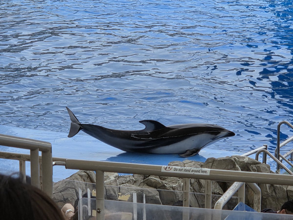 yuru_122's tweet photo. 名古屋港水族館で、イルカのショー後のシャチの公開トレーニング中に何度も上がってきたこの子はだあれ(笑)

遠くのシャチより近くのイルカ！
もっと見て！

と言わんばかりに上ってきてて大変可愛かった。

#名古屋港水族館 https://t.co/EDau3m4HDV