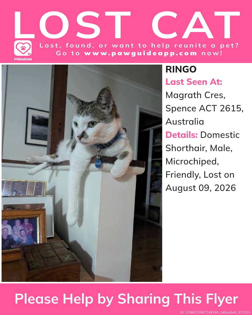Pawguideapp's tweet photo. Please spread the word! If you have any information, please comment below.
Lost or found a pet? Report it quickly on Paw Guide.#lostcat #missingcat #lostcatinspence #lostcatspenceact #missingcatspenceact #lostdomesticshorthairspenceact #lostdomesticshorthair #lostpet #pawguide... https://t.co/Z457LVYjb8