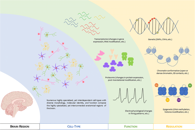 Atrsi_B's tweet photo. Single-cell resolution has fundamentally revolutionized neuroscience by moving past traditional "bulk" sequencing—which averages data across thousands of cells—to chart the precise genetic, transcriptomic, and epigenetic landscape of individual brain cells. https://t.co/inqFopYvpr