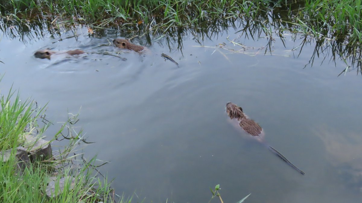 coypu_jp's tweet photo. 緑ヶ丘公園のヌートリア 大1匹中4匹 確認 8月9日
#nutria #coypu #ヌートリア #ragondin #緑ヶ丘公園 https://t.co/nKH6ewJloP