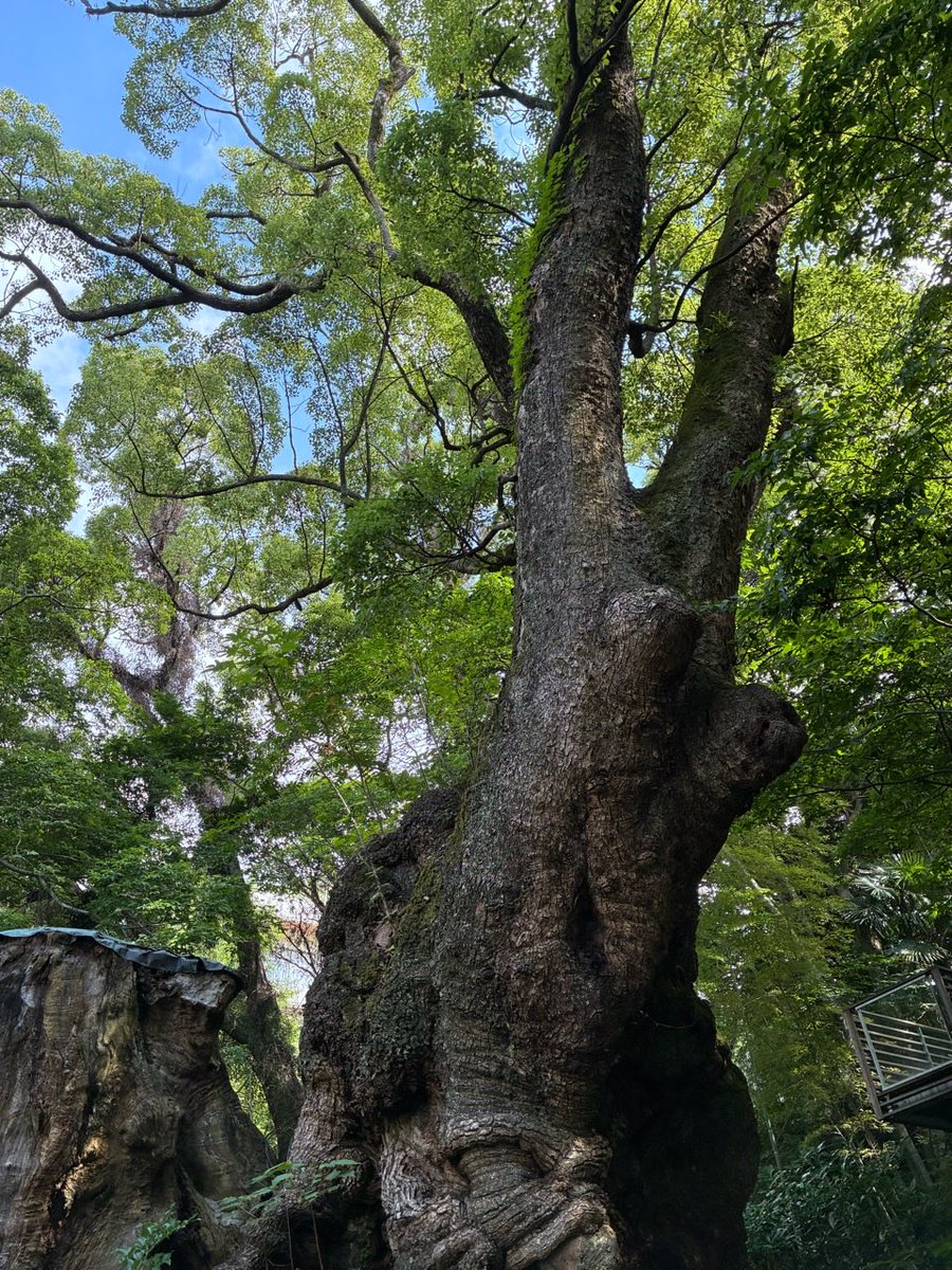 kanoko256's tweet photo. 来宮神社　　　　

樹齢二千年超の御神木大楠をまわり、樹々のことはを感じてきました https://t.co/ucnUglt3V7