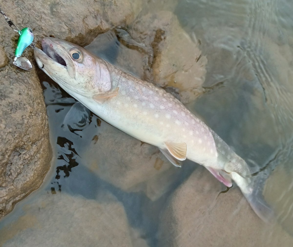 akki_fishing's tweet photo. 今日も午後からいつものようにホームレイクへ行きました🚗💨
釣果は名前は分からないけどスピンテールのルアーで35cm前後のアメマス2匹でした🐟
＃アメマス https://t.co/aTxjoylePW