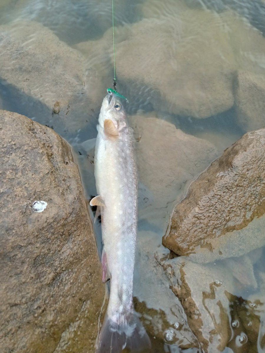 akki_fishing's tweet photo. 今日も午後からいつものようにホームレイクへ行きました🚗💨
釣果は名前は分からないけどスピンテールのルアーで35cm前後のアメマス2匹でした🐟
＃アメマス https://t.co/aTxjoylePW
