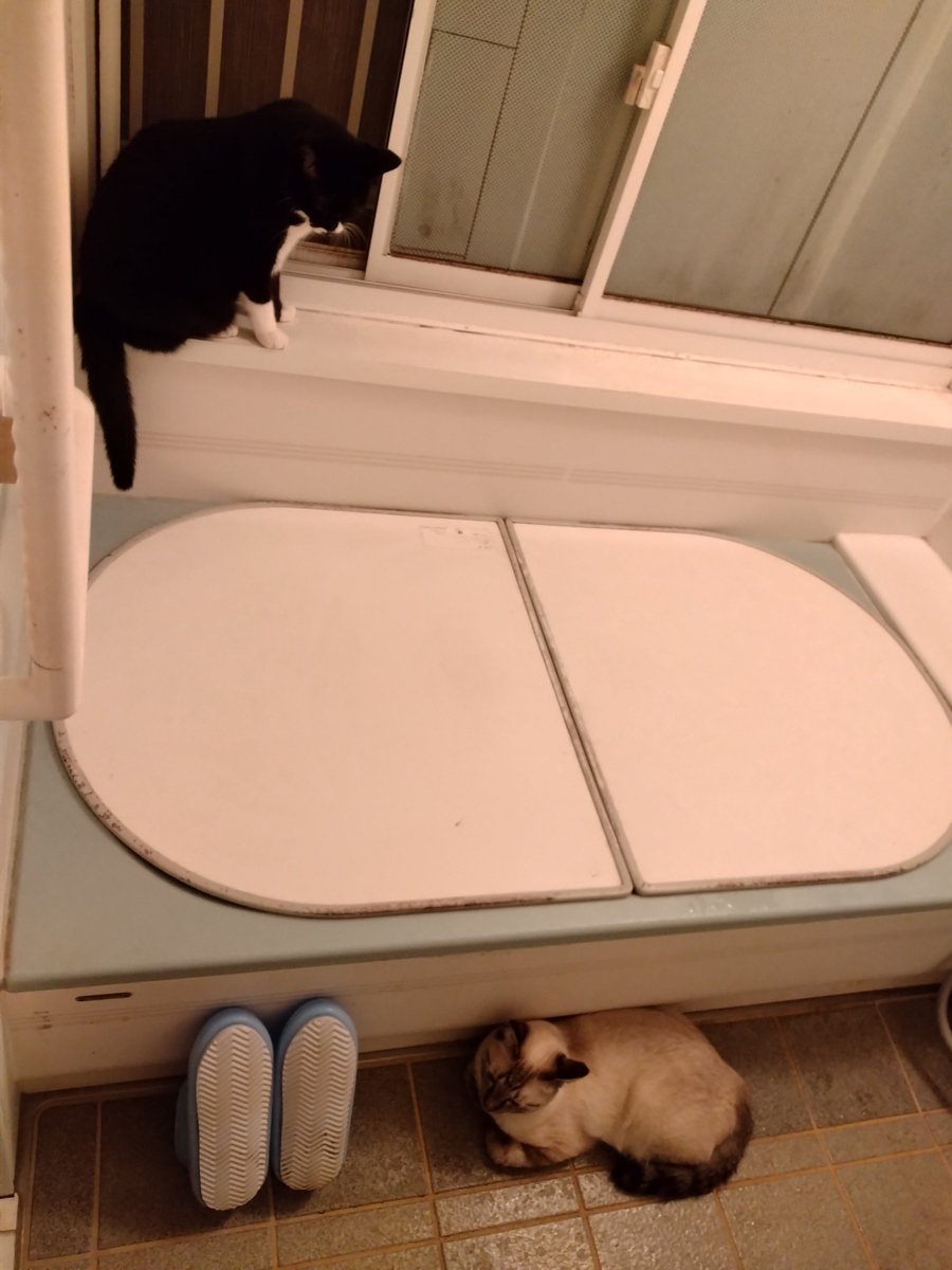 SWISPO33NSR21's tweet photo. 風呂場に猫さん https://t.co/AvY82BDmR9