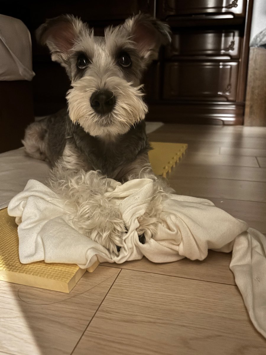 rokuta_inu's tweet photo. 静かだなと思ったら暗闇でいたずら犬だった🫢 https://t.co/E12cBADFay