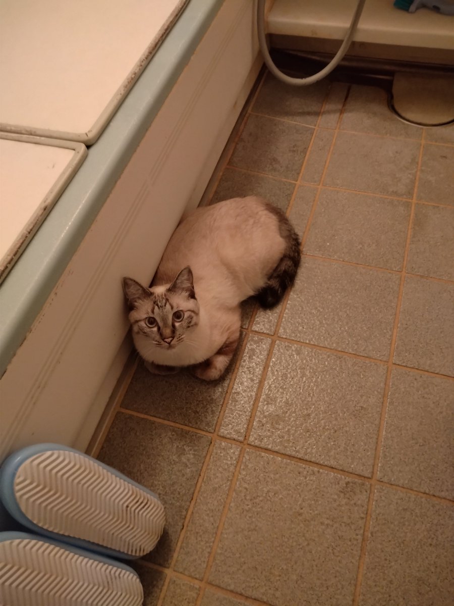 SWISPO33NSR21's tweet photo. 風呂場に猫さん https://t.co/AvY82BDmR9