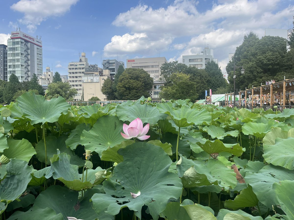 zako_mo's tweet photo. 上野公園の蓮初めて見た！葉っぱ、でかっ🪷🎐☁ https://t.co/zpeROzvWzW