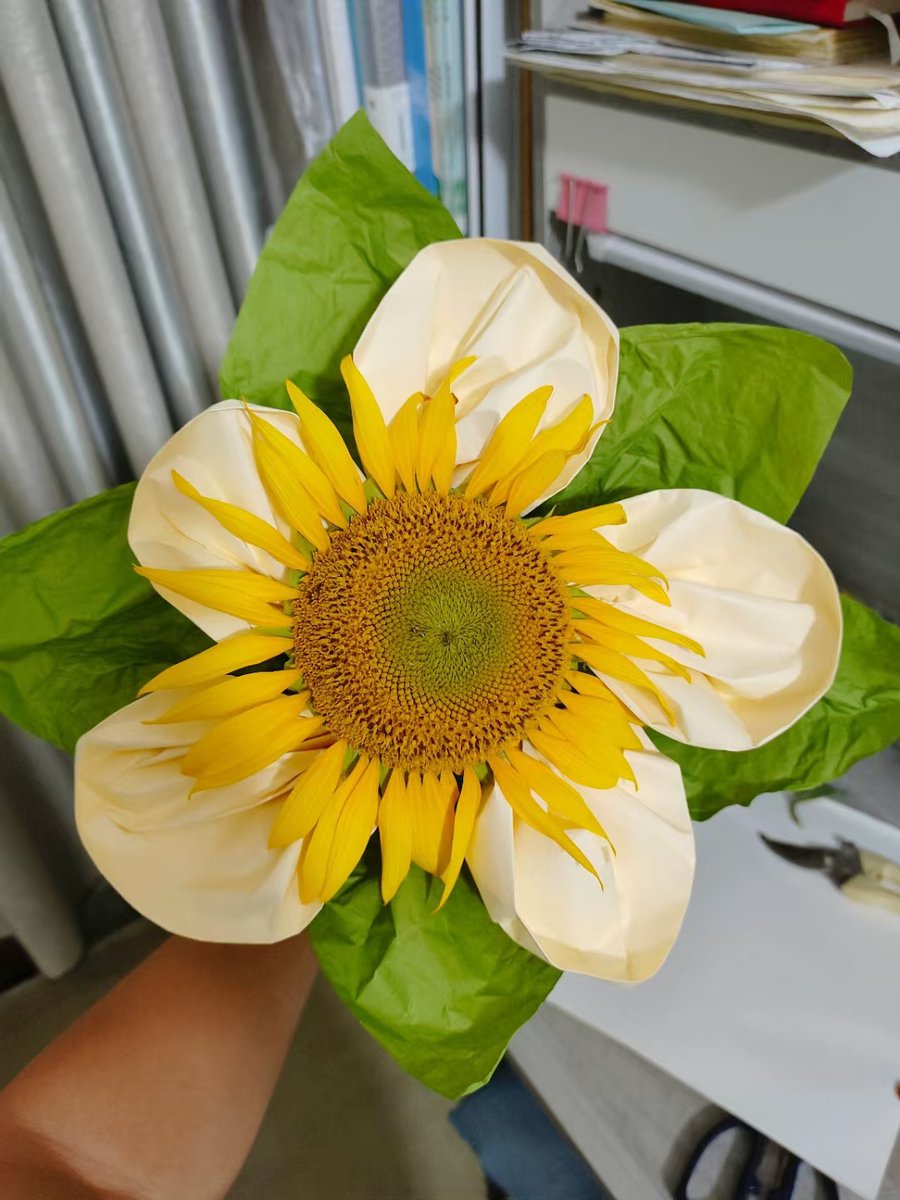 sallykeating's tweet photo. My tiny balcony now has sunflowers and a mini herb bed—small changes, big mood boost! ， https://t.co/1bGhs40Jps