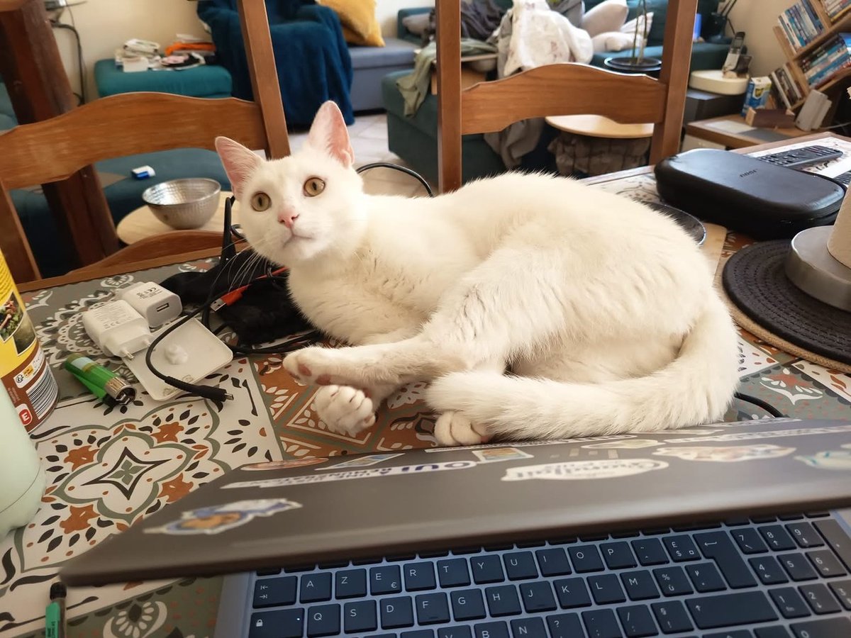 vigipets's tweet photo. 🟠 🐱 Chat perdu le 06/08/2026 à Lisle (41100).
Race : Européen / Âge : 1 an(s)
ARCHI / Mâle / Identifié(e) : Oui

☎️ 0611747196
📧  sandrine_deschamps@hotmail.com

#chatperdu #chattrouve #chat #perdu #trouve https://t.co/8dOrTwyA4A