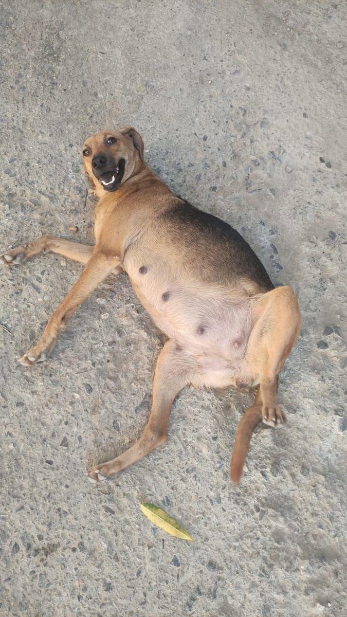 A64029345's tweet photo. Está perrita está embarazada se encuentra en guarenas donde está el colegio de las monjas por la parte de atrás necesitamos con urgencia un hogar temporal para ella antes que de a luz a su bebé este es mi número 04127534157 CASO DE TERCEROS DIFUNDO https://t.co/I7xzczntQT