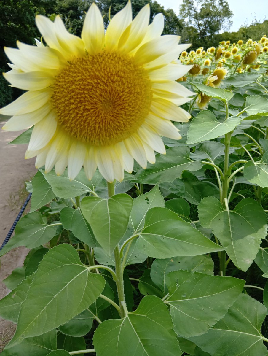mippy13777's tweet photo. 今年も長居植物園にヒマワリ見に行ってきた🌻
今年は白いヒマワリだそうで初めて😲
他の種類のヒマワリや、暑い中でも咲いていた花·木々を見て回った。
身体は疲れたけど、心はぼけ〜っとできて癒された☺️ https://t.co/tPP8Vgw7s6