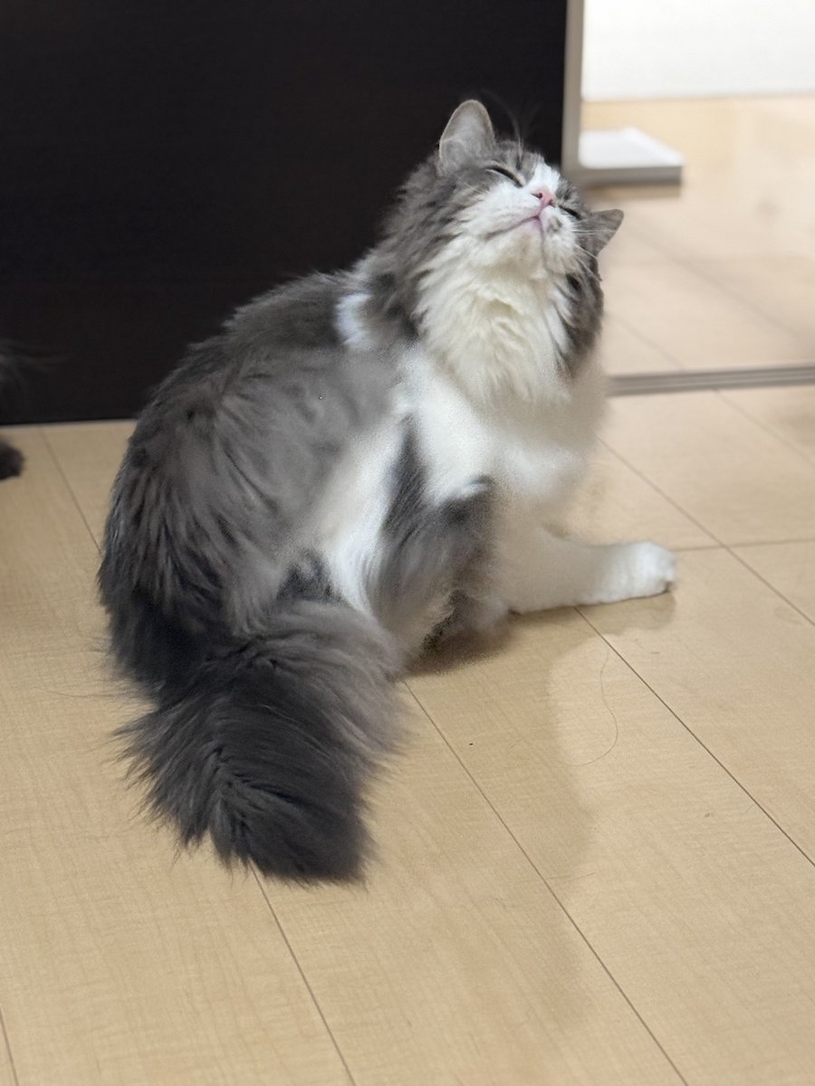 taodearu's tweet photo. あくびからのカイカイ https://t.co/97kWJpWXyH