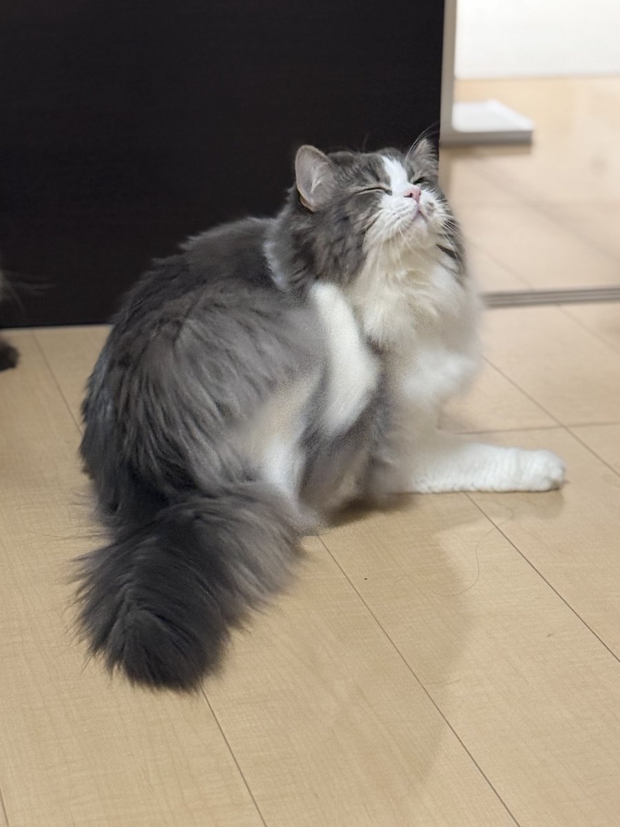 taodearu's tweet photo. あくびからのカイカイ https://t.co/97kWJpWXyH