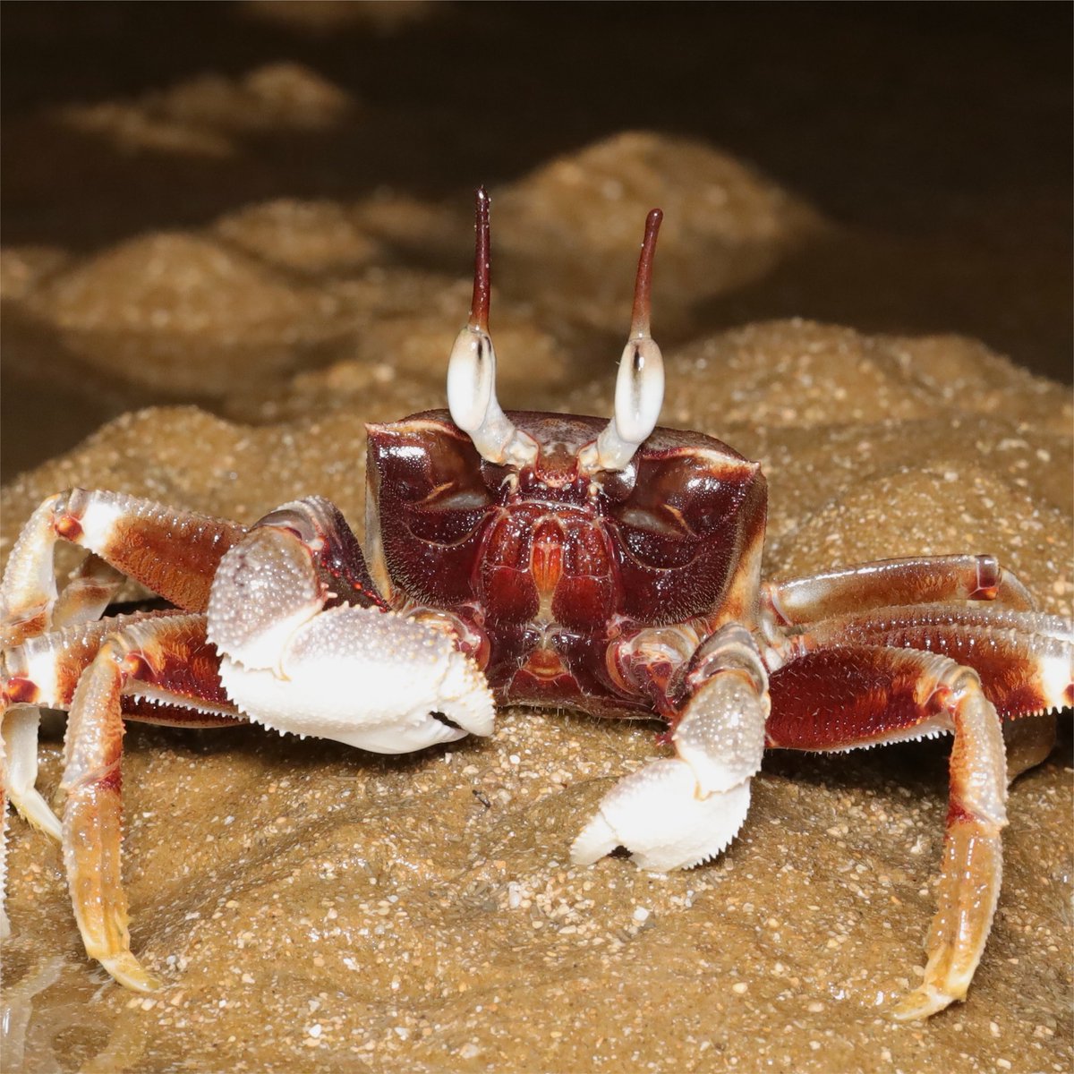 crabspromenade's tweet photo. まるで宇宙人みたいなツノメガニです。夜の西表島にて。
Ocypode ceratophthalmus found in Iriomte Island, Japan.
#crab #カニ https://t.co/XajuvvDPo2