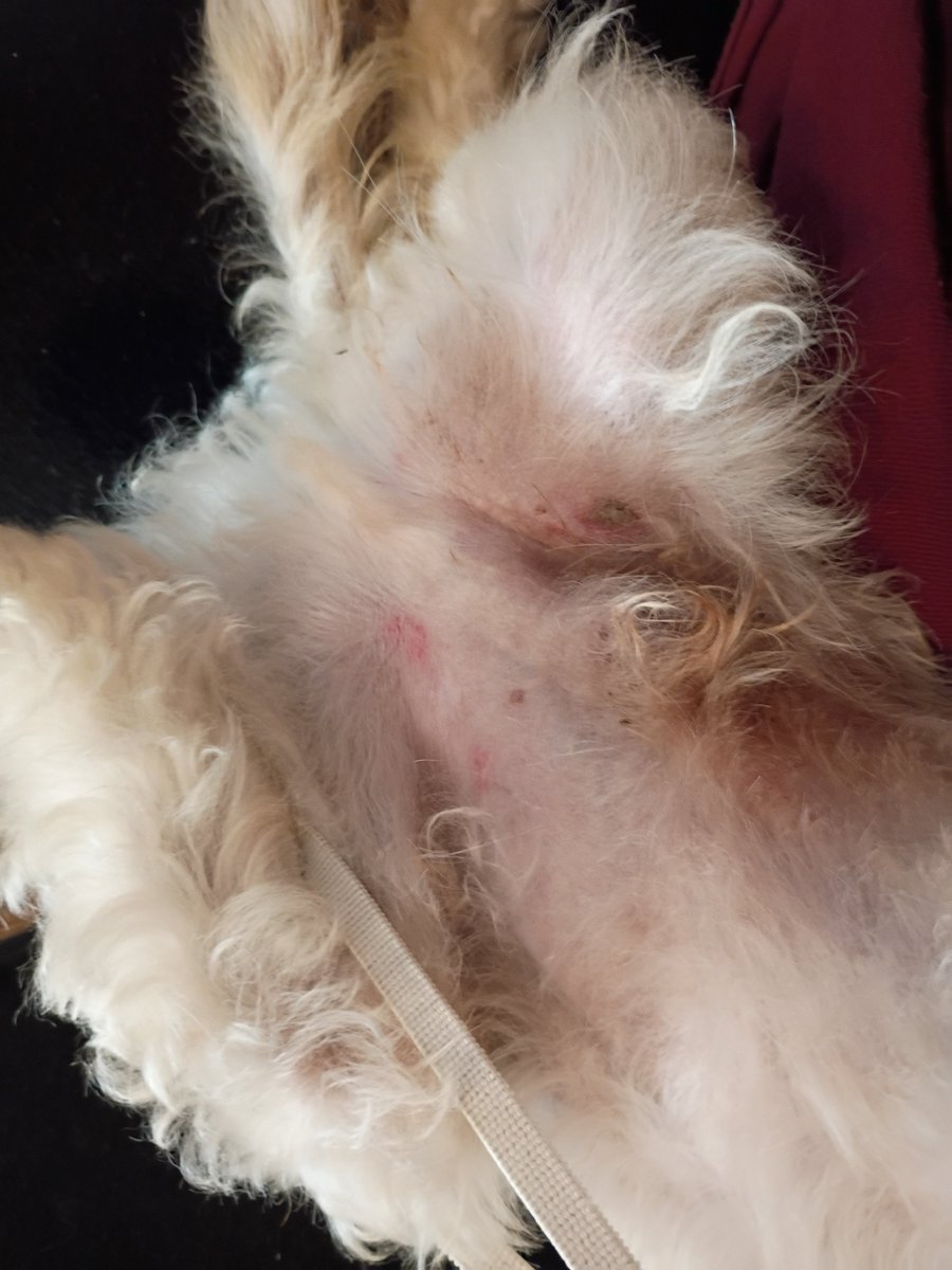saveabee's tweet photo. I don't know what the local Lycoming SPCA of Philadelphia I mean Pennsylvania 

The police department Philly PD 

I don't know what their problem is with me but you did something bad to me and my dog https://t.co/6de51LkIKV