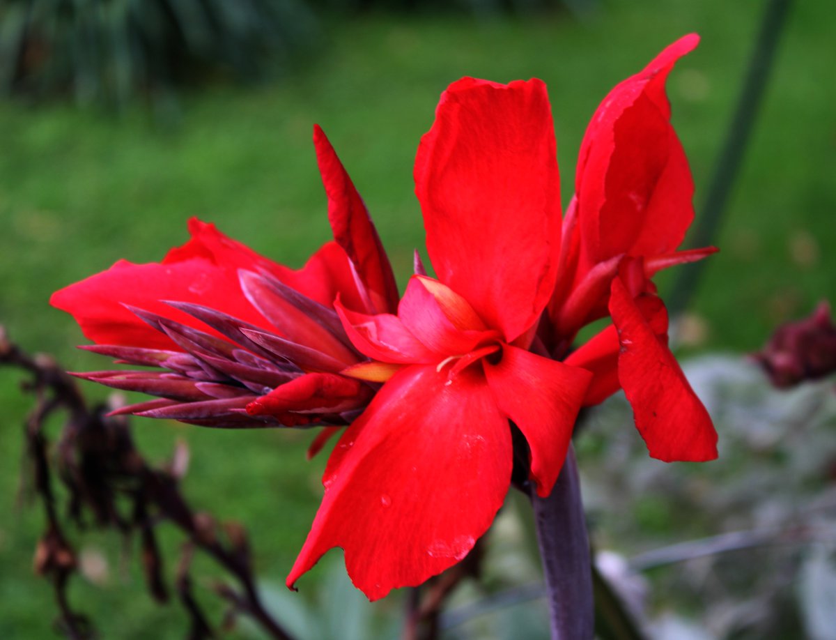 HermitsDaily's tweet photo. I became a much more enthusiastic gardener when I discovered Canna Lilies--exquisite flowers that bloom all summer. #pennsylvaniagarden #pennsylvaniagardens #pennsylvaniagardener #globalwarming #climatechange #motherearth #environmentalconcern #environmentalconcerns #pollution https://t.co/NI2VRGVfbk