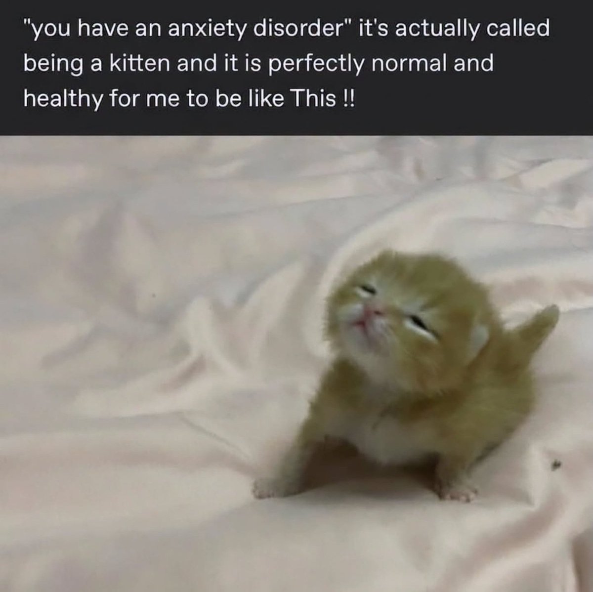 Catsillyness's tweet photo. You are a kitten! https://t.co/VpDOBYaUeu
