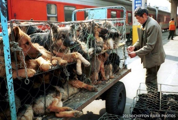 farah021e's tweet photo. This is truly heartbreaking 💔 Stop the illegal horrific dog meat trade in china!!! 🇨🇳 https://t.co/7xwgu45Lci