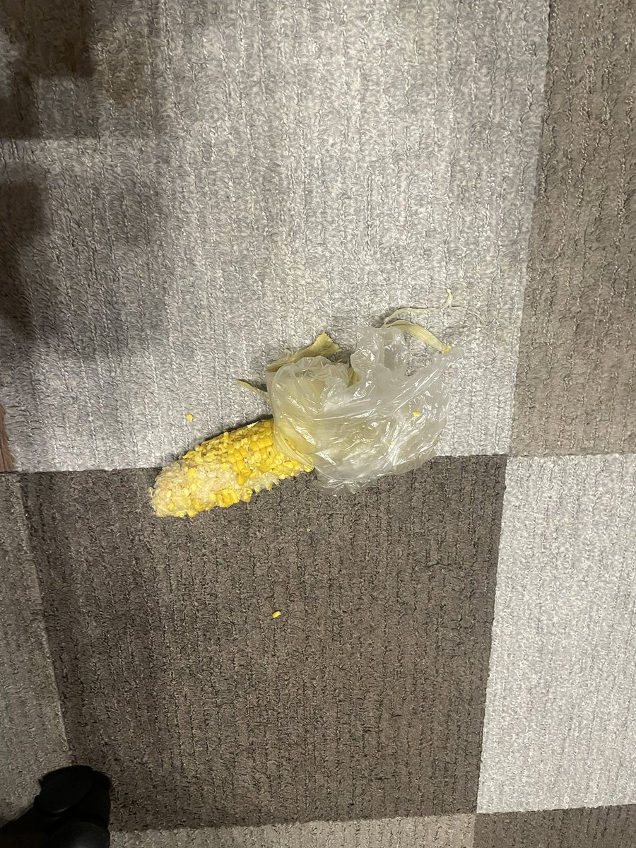 Milkreo_mini's tweet photo. 外食して帰ってきたら猫に荒らされてた https://t.co/PXbXbb5qLD