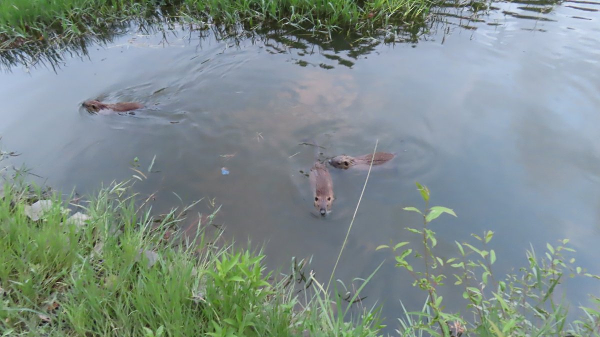 nutriabot's tweet photo. Mヶ丘公園のヌートリア 大1匹中4匹 確認 8月9日
#nutria #coypu #ヌートリア #ragondin #緑ヶ丘公園 https://t.co/nzigxZu8XO