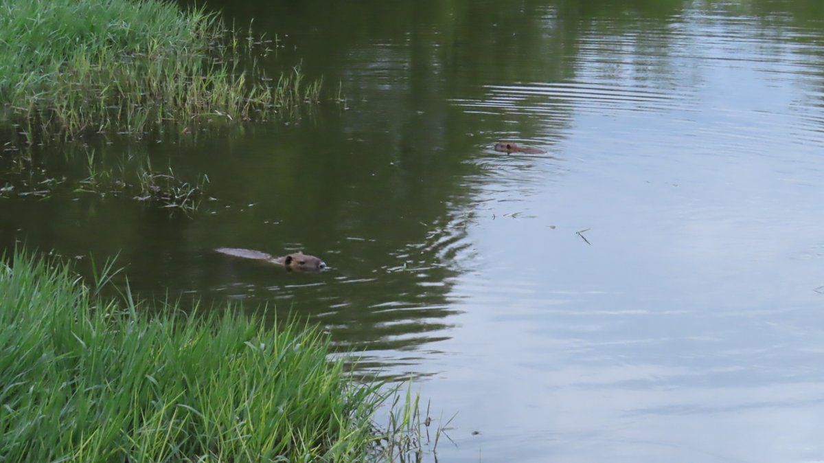 nutriabot's tweet photo. Mヶ丘公園のヌートリア 大1匹中4匹 確認 8月9日
#nutria #coypu #ヌートリア #ragondin #緑ヶ丘公園 https://t.co/nzigxZu8XO