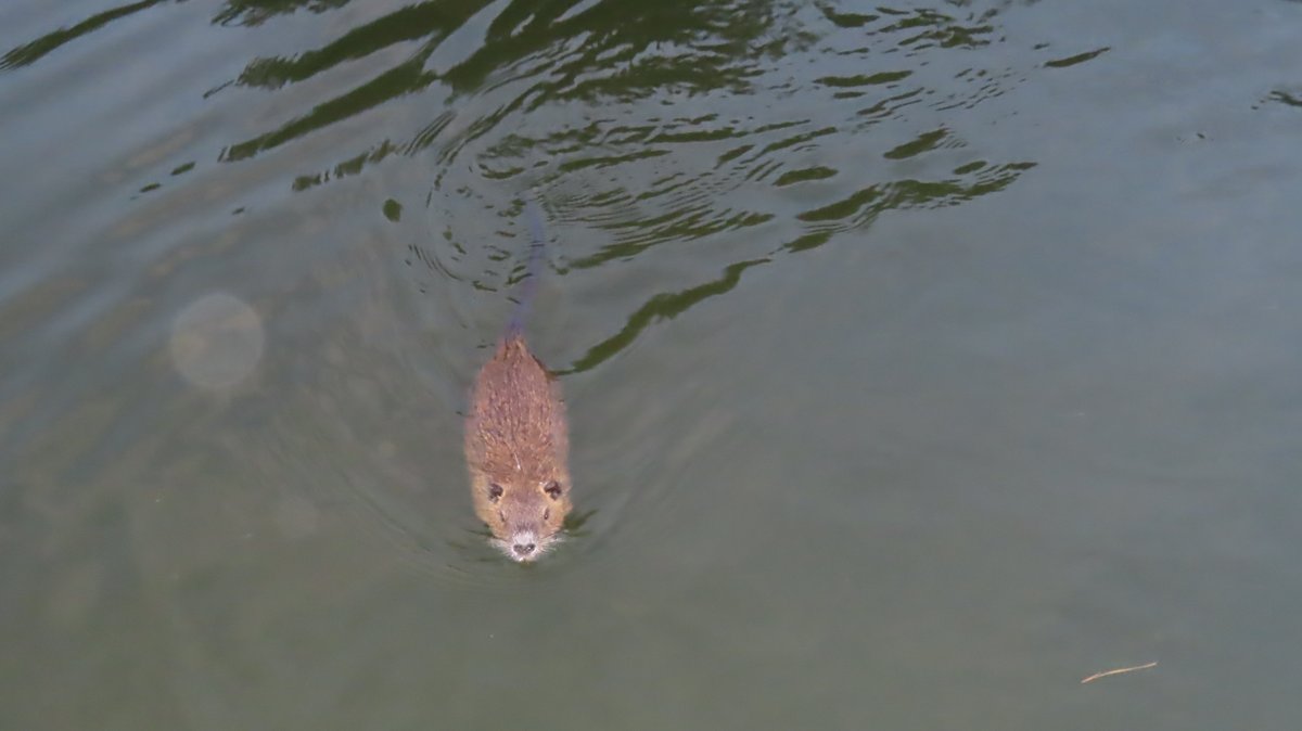 nutriabot's tweet photo. Mヶ丘公園のヌートリア 大1匹中4匹 確認 8月9日
#nutria #coypu #ヌートリア #ragondin #緑ヶ丘公園 https://t.co/nzigxZu8XO