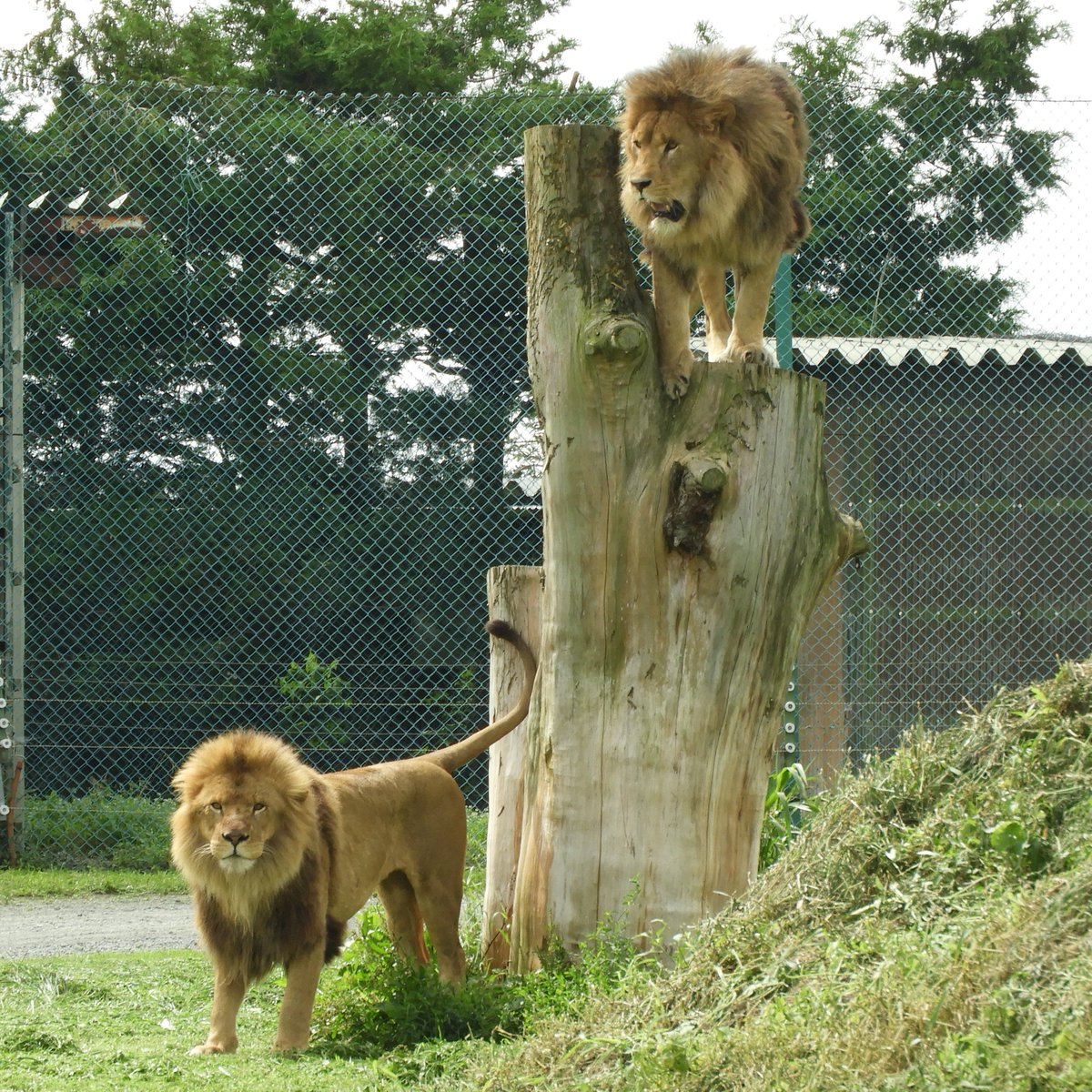 iwatesafari's tweet photo. 8月10日は｢#世界ライオンの日(#WorldLionDay)｣
生息数を減らし続けているライオンたちの現状を広く知ってもらうため、非営利団体『AfricanParks』によって制定された日です。

彼らの現状を知るきっかけにしていただければ幸いです。

#岩手サファリパーク #ライオン #Lion #表情色々 #個性色々 https://t.co/MMdhGGjXuA