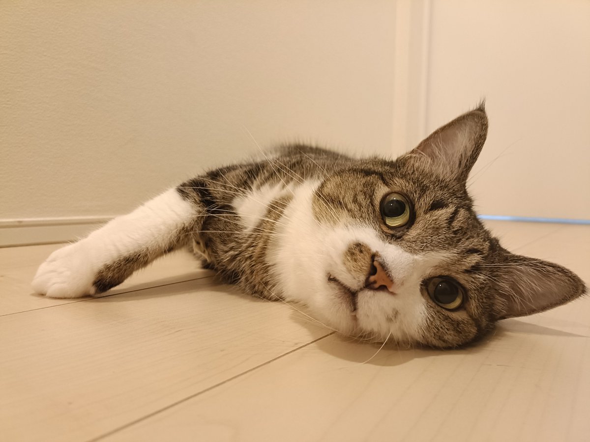 kuromametaro620's tweet photo. 夏はよく床に猫が落ちてるという人は、一緒に落ちてみることをオススメする

床の冷たさでクールダウンできるし、床のほこりが気になって掃除する気になる
しかも同じ目線でゴロゴロ言ってくる猫がかわいいので、床に落ちてみるのはいいことしかない https://t.co/CDwAXjFvql
